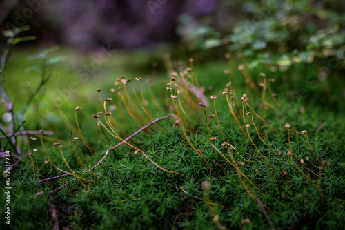  Autunno Riserva Naturale di Pian di Gembro