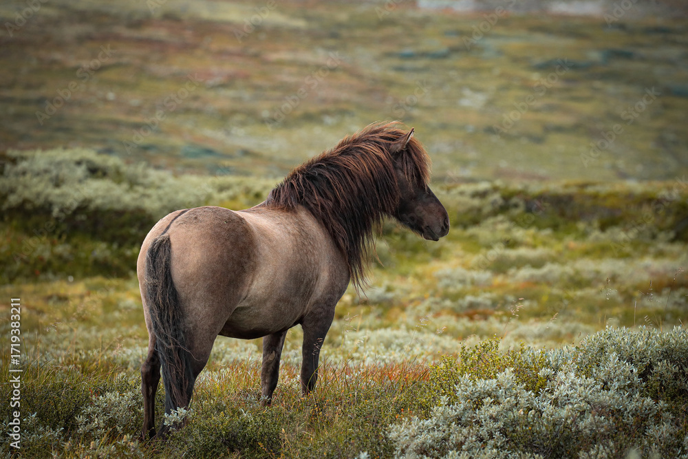 Obraz premium Icelandic horse with flowing mane standing in scenic green landscape