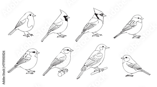 Collection of eight detailed bird silhouettes in a sketchy line art style