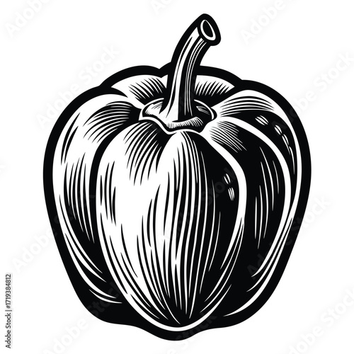 Detailed black and white drawing shows a bell pepper in a vintage engraved style