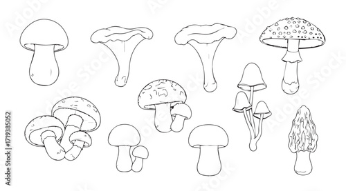 Collection of detailed mushroom illustrations in a sketchy silhouette style