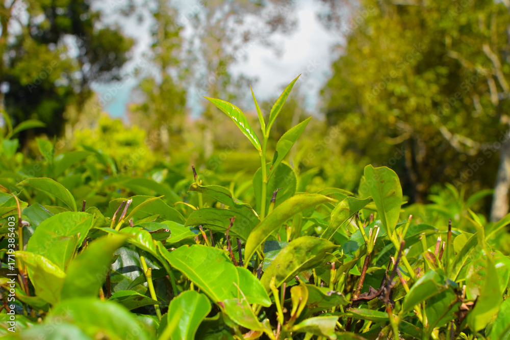 Obraz premium Tea leaves in closeup photo. Fresh Green tea tree leaves in eco herbal farm. Tree tea plantations in morning sunlight. Drinking organic relax heath plant. Green tea trees with two leaves and a bud