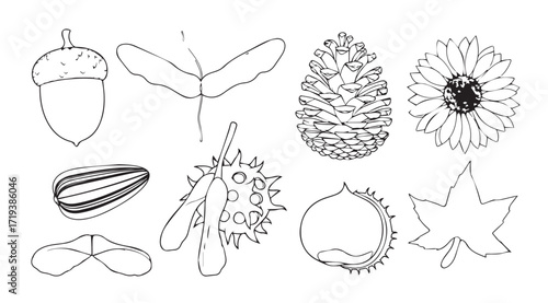 Collection of natural autumn seed and nut silhouettes in detailed line art