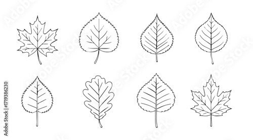 Collection of eight detailed autumn leaf silhouettes in a sketchy style