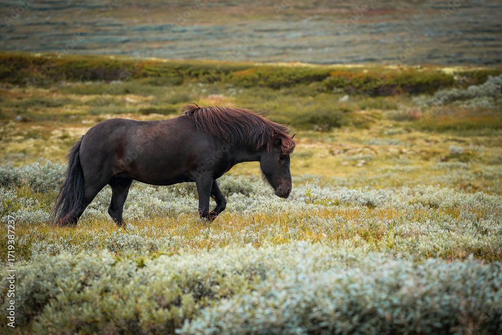 Fototapeta premium Icelandic horse with flowing mane standing in scenic green landscape
