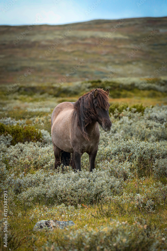 Fototapeta premium Icelandic horse with flowing mane standing in scenic green landscape