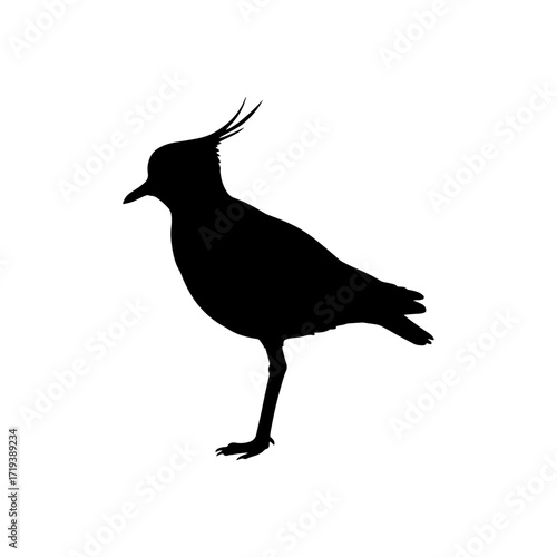 Lapwing bird silhouette vector flat illustration design.