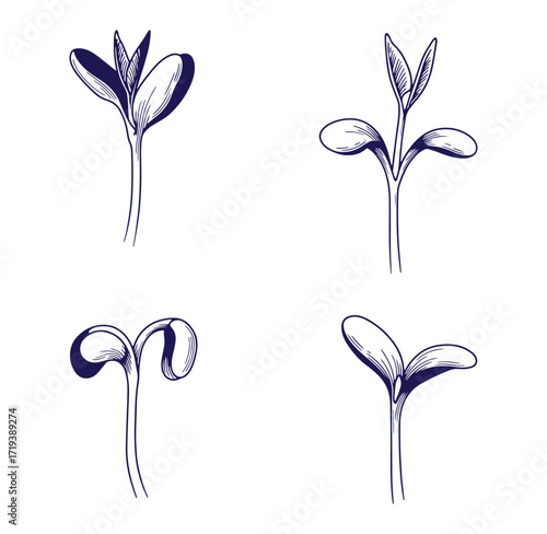 Hand drawn illustrations showcasing diverse stages of sprout development and germination on white background.