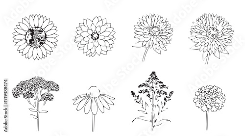 Collection of eight detailed botanical line drawings of flowers and seed heads silhouette