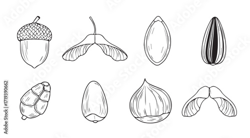 Collection of hand drawn botanical seed and nut illustrations silhouette
