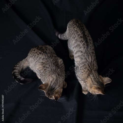 meerkat on the ground