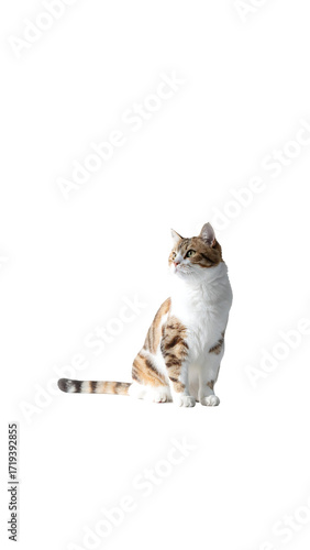 A tabby and white cat sits, facing slightly right, against a black background; its tail extends behind it