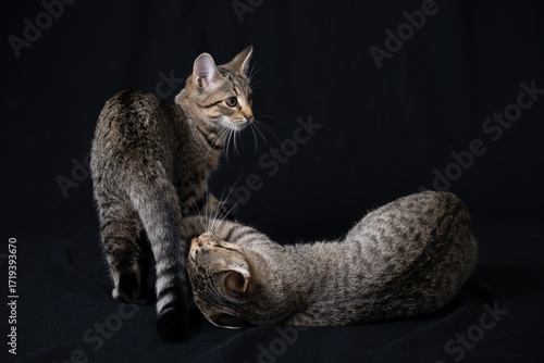cat on a black background