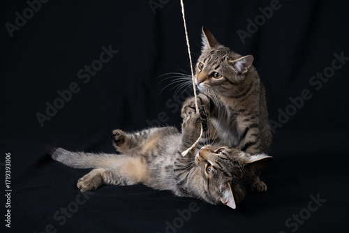 cats playing with string on a black background