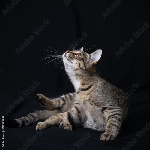 portrait of a cat