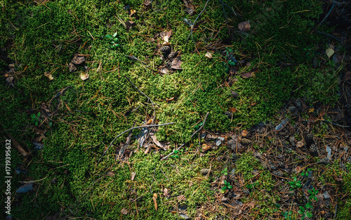 Autumn forest with green moss. Abstract view of forest ground with moss and leaves in around pine trees