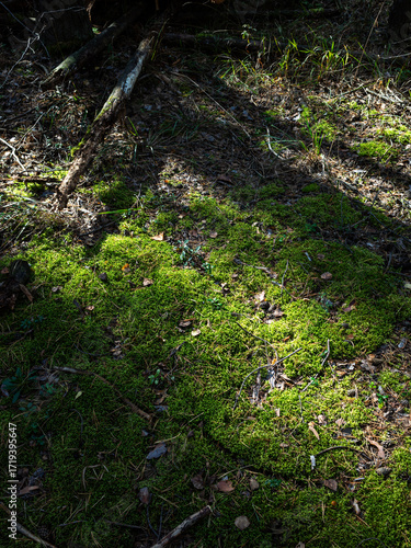 Autumn pine forest with green moss on ground and light from sun