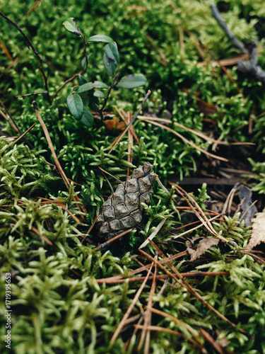 Autumn forest with green moss. Close up view on pinecone on moss