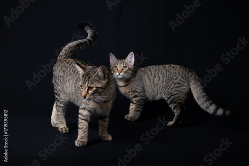 cats on a black