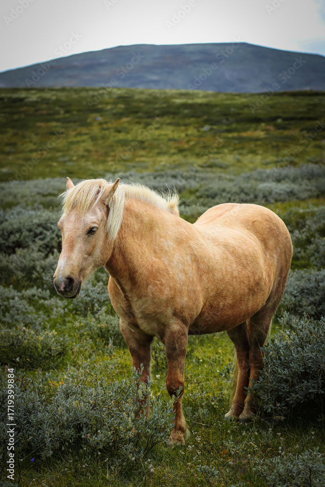 Fototapeta premium Icelandic horse with flowing mane standing in scenic green landscape