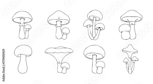 Collection of diverse mushroom silhouettes in a sketchy outline style
