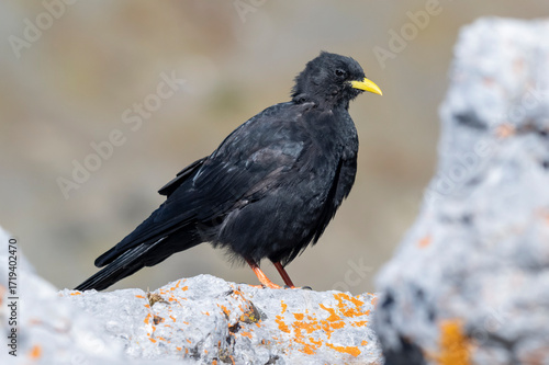 Gracchio alpino ( Pyrrhocorax graculus )