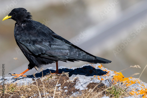 Gracchio alpino ( Pyrrhocorax graculus )