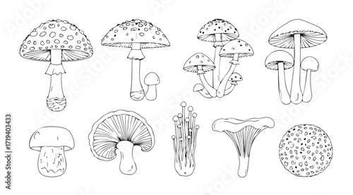 Collection of detailed mushroom illustrations in a distinctive silhouette style
