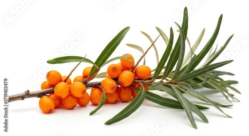 A woody stem adorned with bright orange ripe berries and slender green foliage presented on a stark white surface