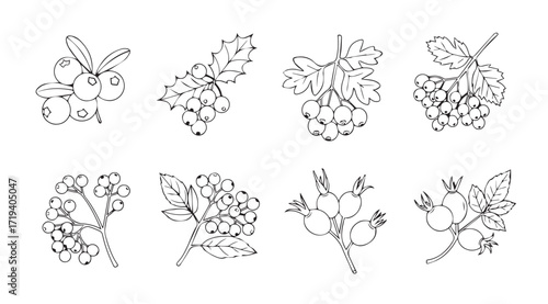 Collection of delicate line art silhouettes of various berries and grapes