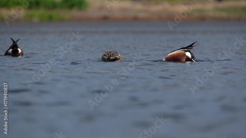 A flock of shoveler ducks is diving into the pond and feeding while spinning at 60fps.
