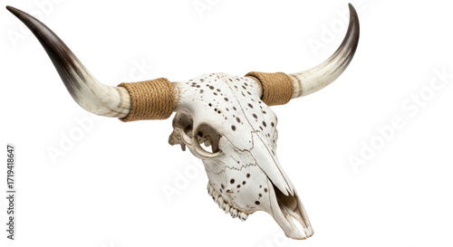 Isolated animal skull with horns, bull skull, cow skull, with rope on horns on neutral
