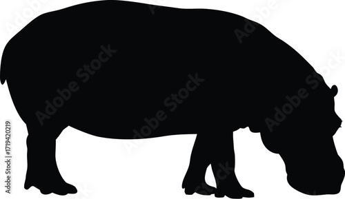 Silhouette of a hippopotamus grazing on a white background