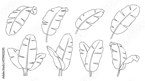 Collection of elegant banana leaves isolated on detailed sketch artistic rendering silhouette