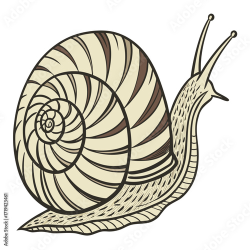 Stylized illustration of a garden snail with a striped shell and detailed body on a white background