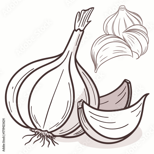 Stylized illustration of a whole garlic bulb with cloves and peeled cloves on a white background