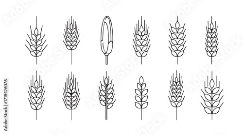 Collection of detailed hand-drawn wheat stalks and grain icons for organic food and baking designs silhouette
