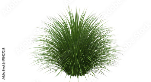 Isolated ornamental grass plant for landscape design in garden decoration, green foliage