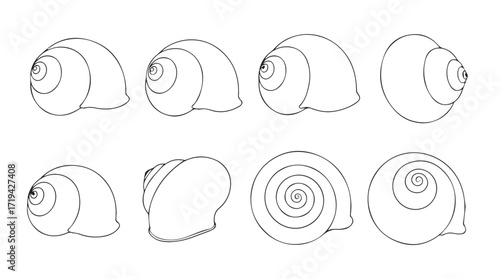 Collection of detailed hand-drawn snail shells displayed from multiple angles for scientific and artistic use silhouette