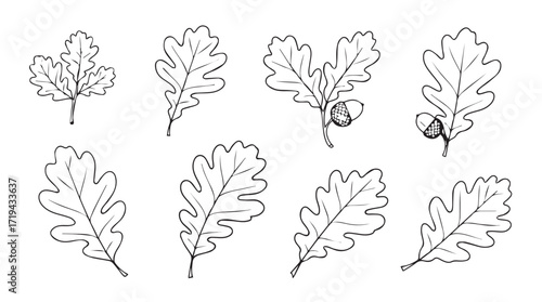 Collection of hand-drawn oak leaves and acorns botanical elements for natural design silhouette