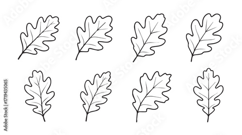 Collection of hand drawn oak leaves in various natural positions and angles silhouette
