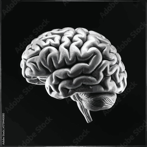 Anatomical Illustration of the Brain

