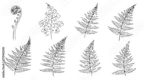 Collection of diverse fern frond designs botanical elements for nature themed projects silhouette