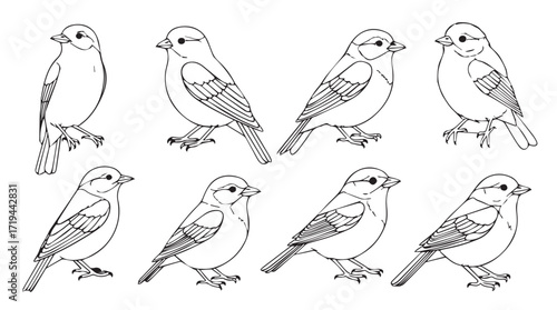 Set of eight hand drawn sparrow sketches with detailed feathers and perching poses on silhouette