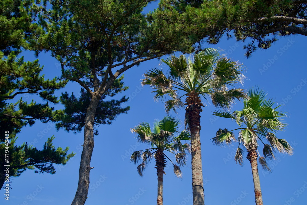 Fototapeta premium Palms and Pines Overhead