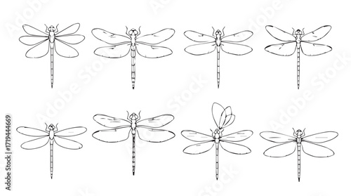 Delicate dragonfly designs eight unique line art insect motifs for elegant nature art silhouette
