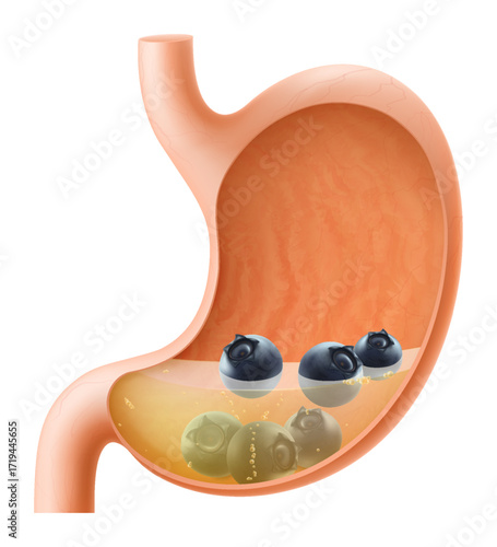Human Stomach with blueberry. The stomach digests blueberry. A stomach filled with healthy and wholesome food. Proper nutrition. Realistic 3d Vector illustration. Food digestion process illustration