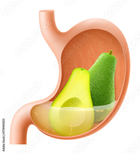 Human Stomach with avocado fruit. The stomach digests avocado. A stomach filled with healthy and wholesome food. Proper nutrition. Realistic 3d Vector illustration. Food digestion process illustration