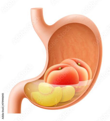 Human Stomach with peach fruit. The stomach digests peach. A stomach filled with healthy and wholesome food. Proper nutrition. Realistic 3d Vector illustration. Food digestion process illustration