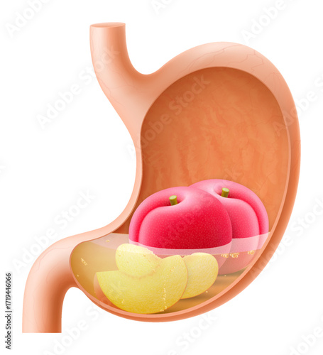 Human Stomach with plum fruit. The stomach digests plum. A stomach filled with healthy and wholesome food. Proper nutrition. Realistic 3d Vector illustration. Food digestion process illustration
